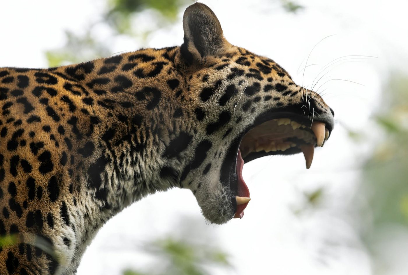 Zeldzame zwarte jaguar vastgelegd op beelden in Ecuadoriaanse Amazone