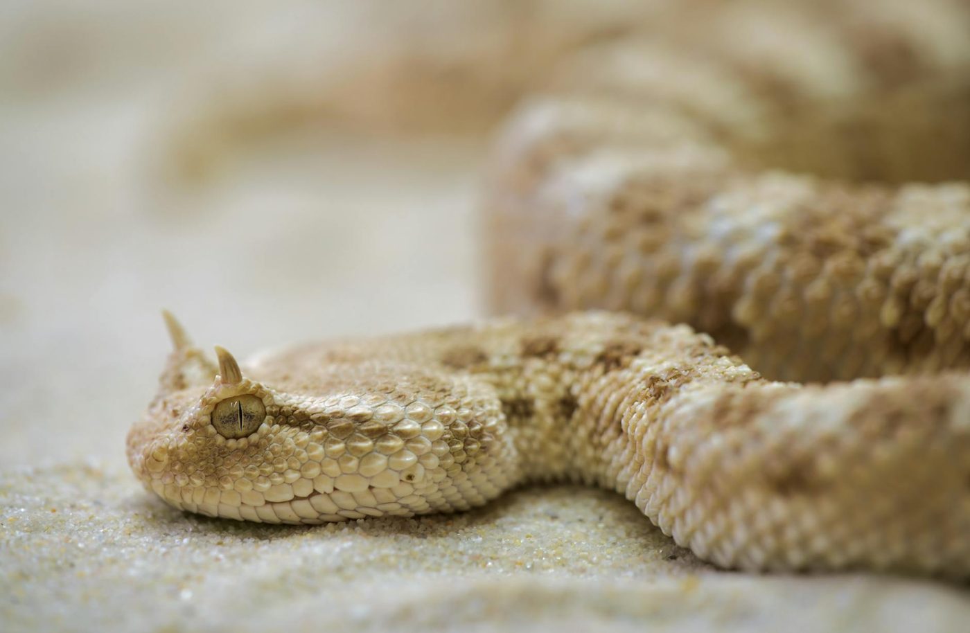 Hoe slangen hun poten verloren: 100 miljoen jaar evolutie ontrafeld