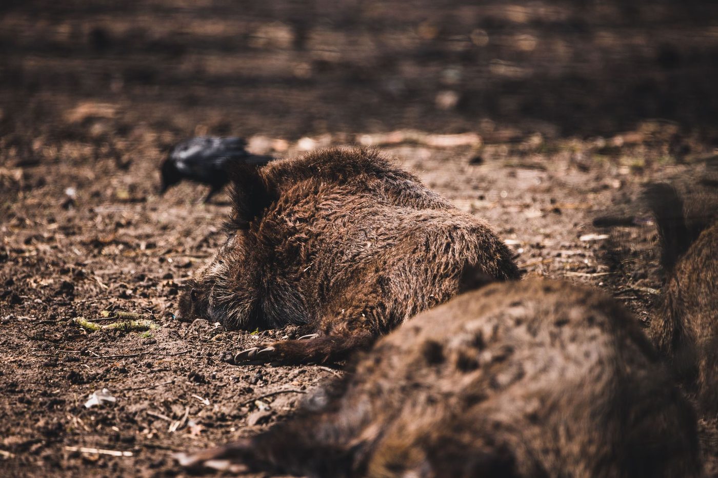 Jagers willen pijl en boog inzetten tegen overlast door wilde zwijnen