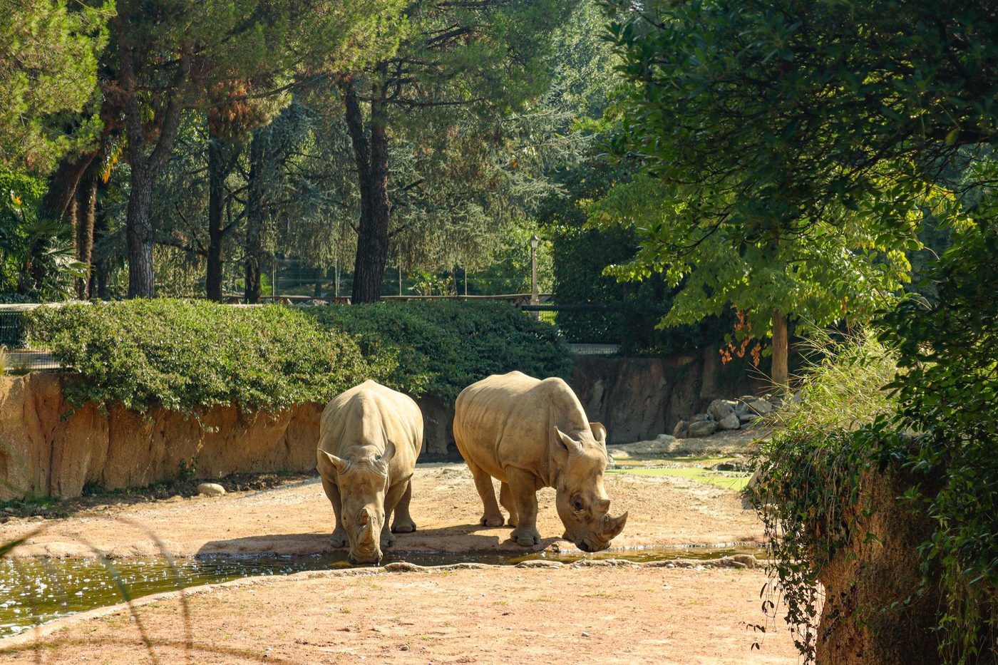 Zoo Antwerpen en Planckendael verliezen plots 3,4 miljoen euro: 'Verbijsterd'