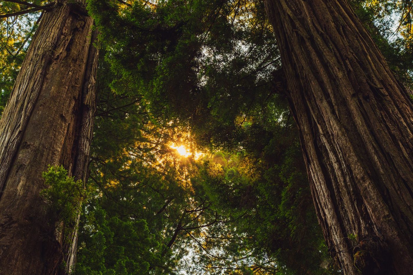 Californische sequoia's onder druk door stijgende temperaturen