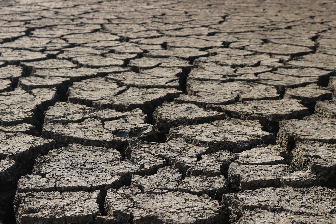 Droogte verlammt Gentse haven: wachttijden stijgen, bedrijven stappen over op vrachtwagens