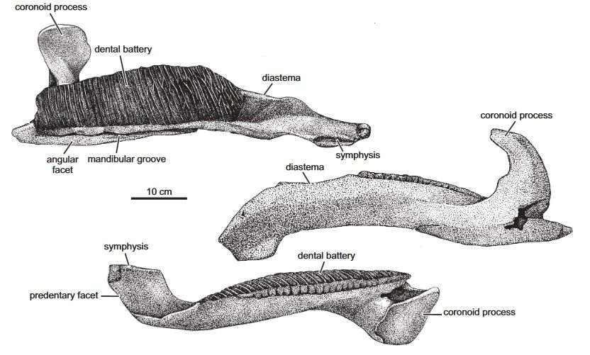 Belgische paleontoloog Pascal Godefroit geschorst wegens belangenvermenging