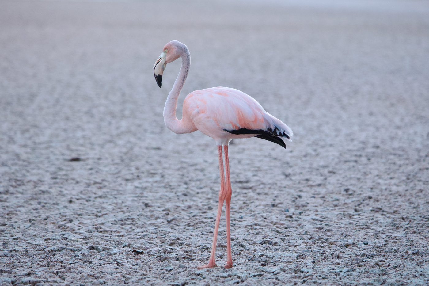 Beau en Bliss geboren in Zoo Antwerpen: flamingo-ouders cirkelen beschermend om kuikens