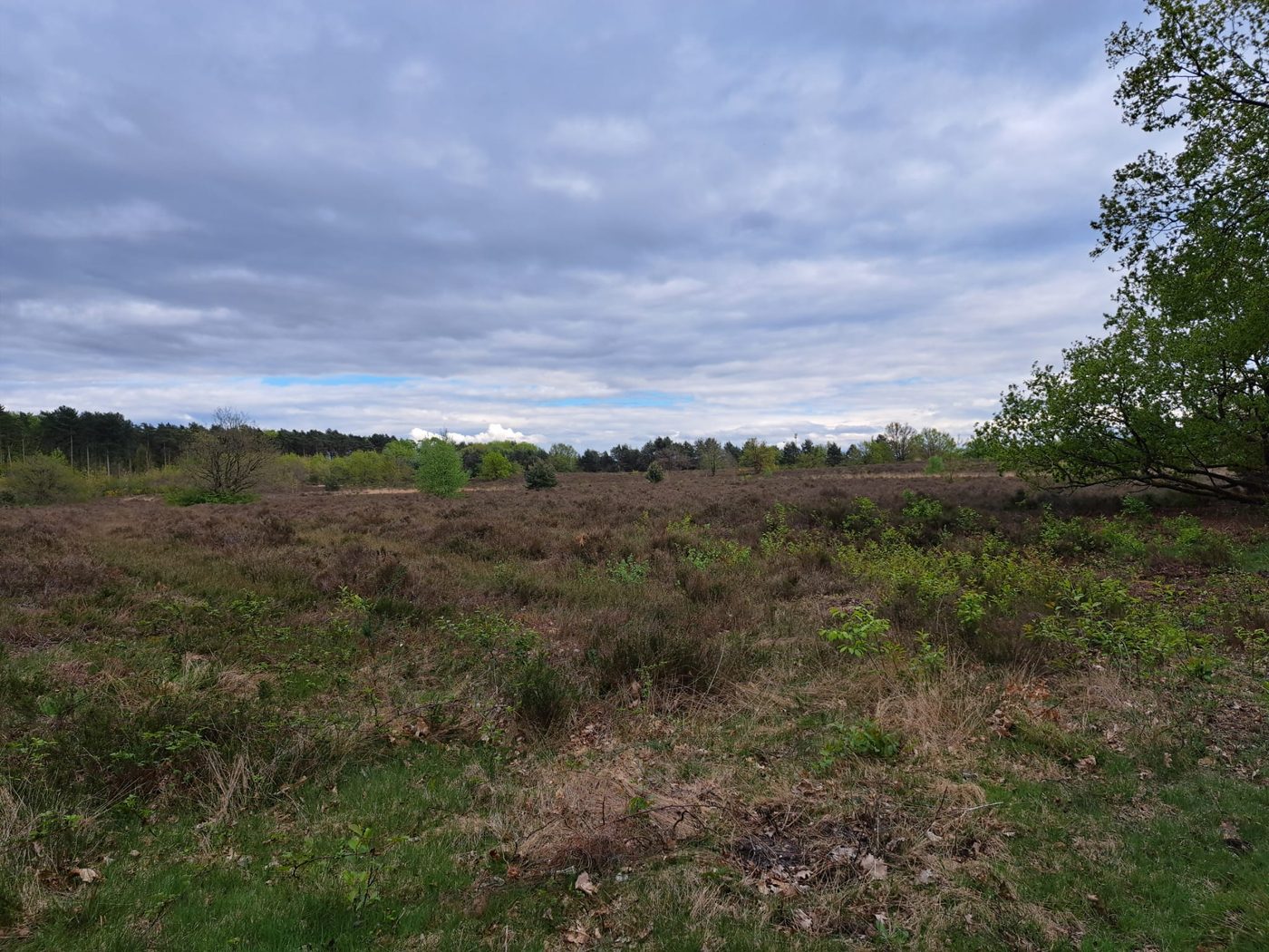 Heidebrand aan Schemmersberg in Genk vreet twee hectare op