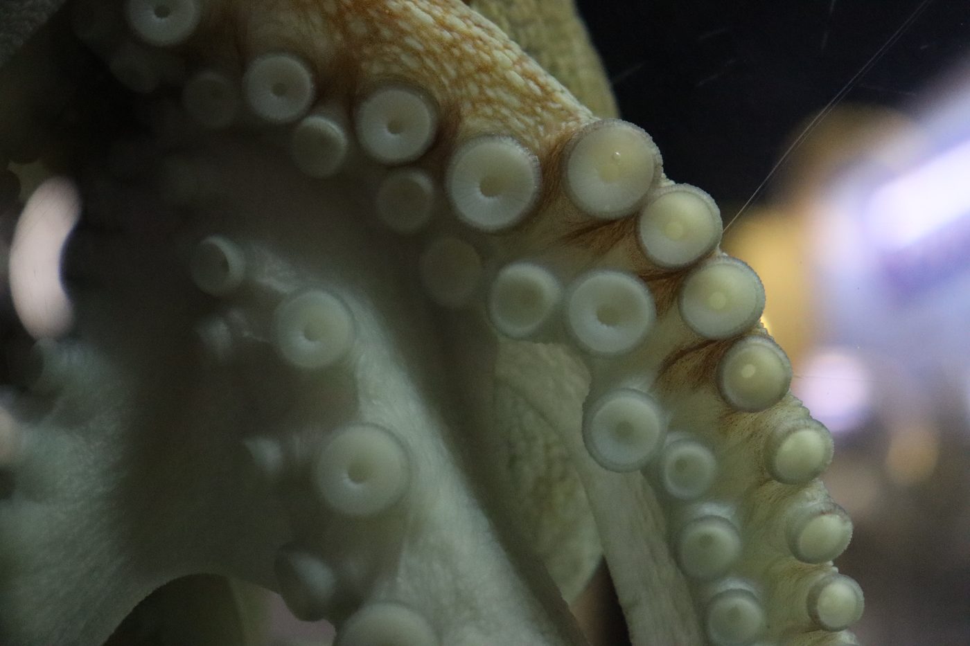 Mannelijke octopussen beschermen hun 'seksarm' met extra zorg