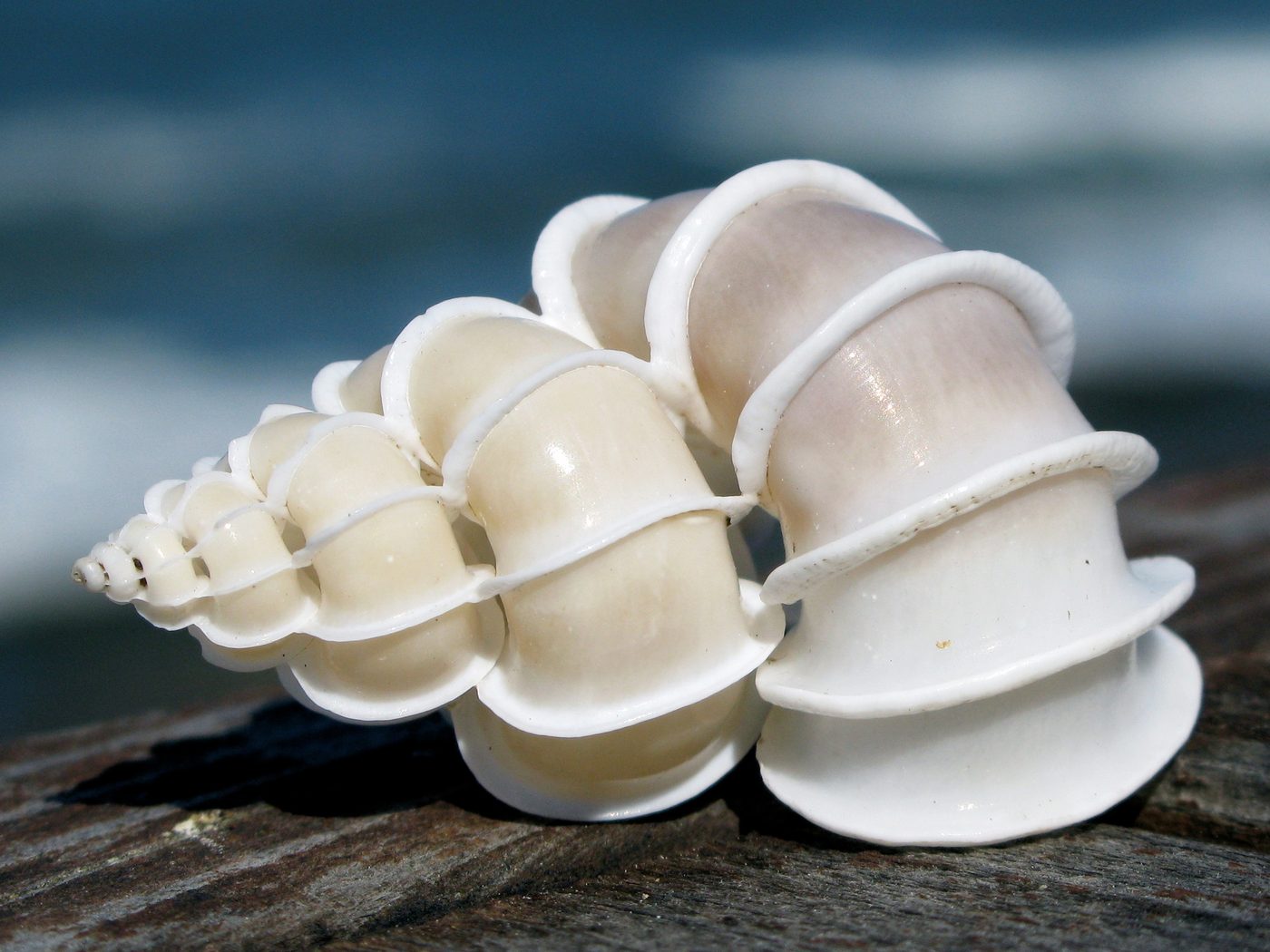 Clop claimt datadiefstal bij Shell en Philips: impact wordt onderzocht
