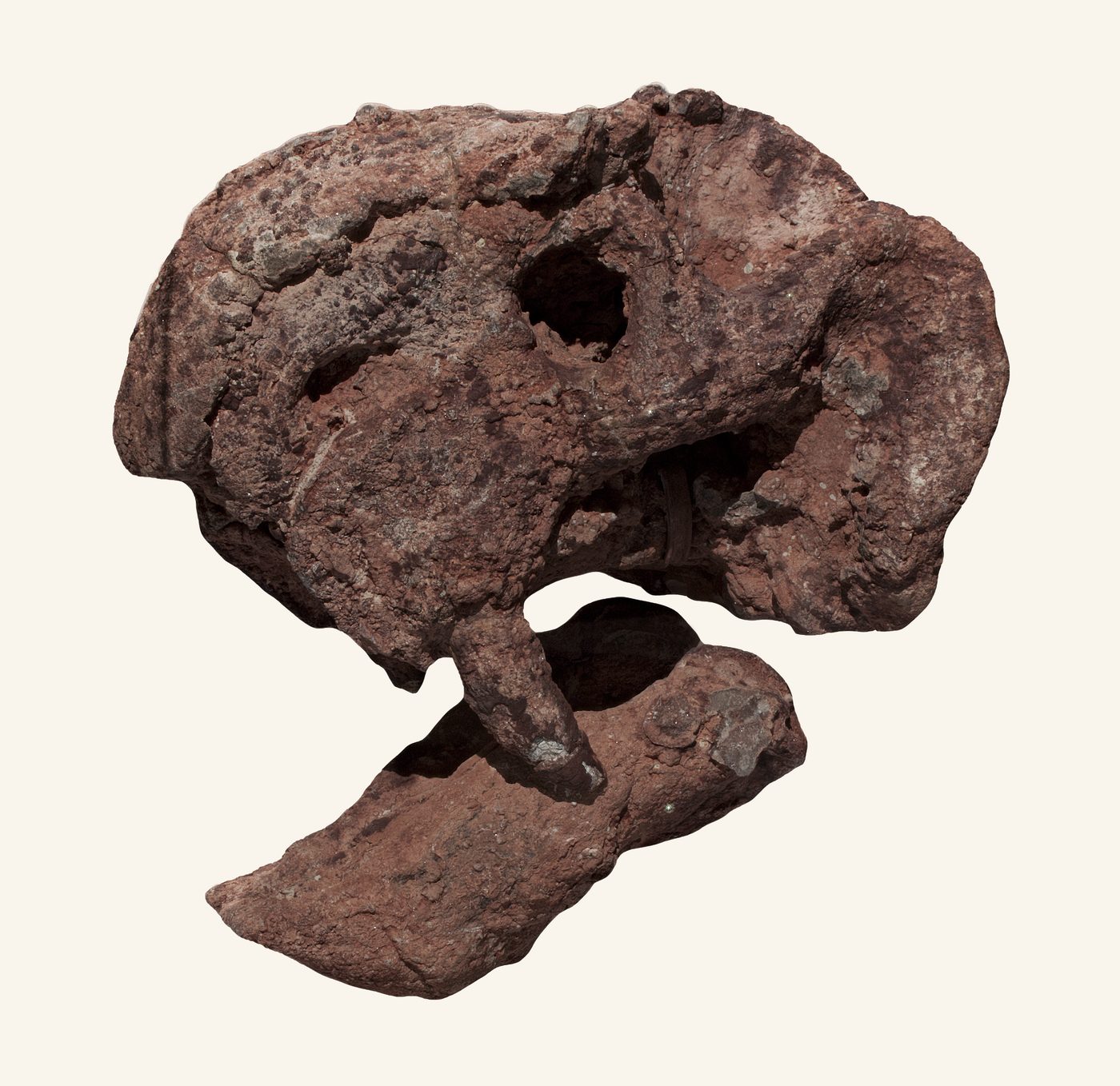 Na zestig jaar: nieuwe prehistorische diersoort uit Tanzania onthuld