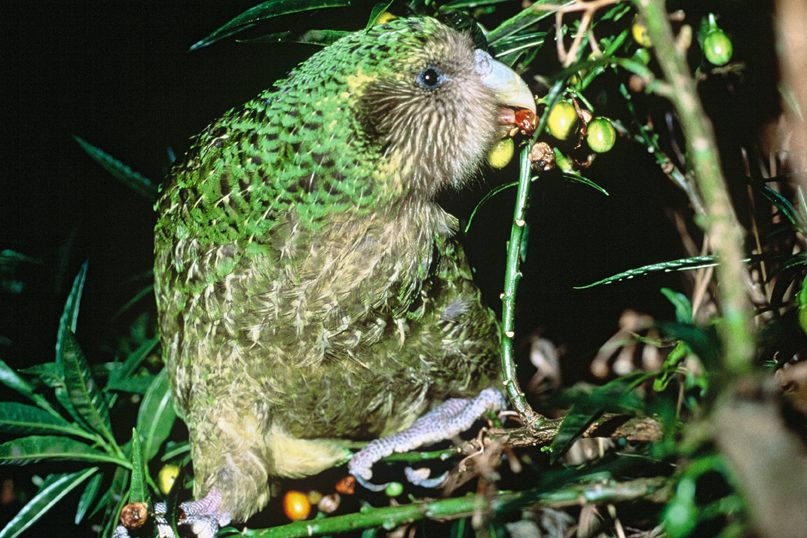 Bijna uitgestorven kakapo viert comeback: 90 kuikens zorgen voor hoop