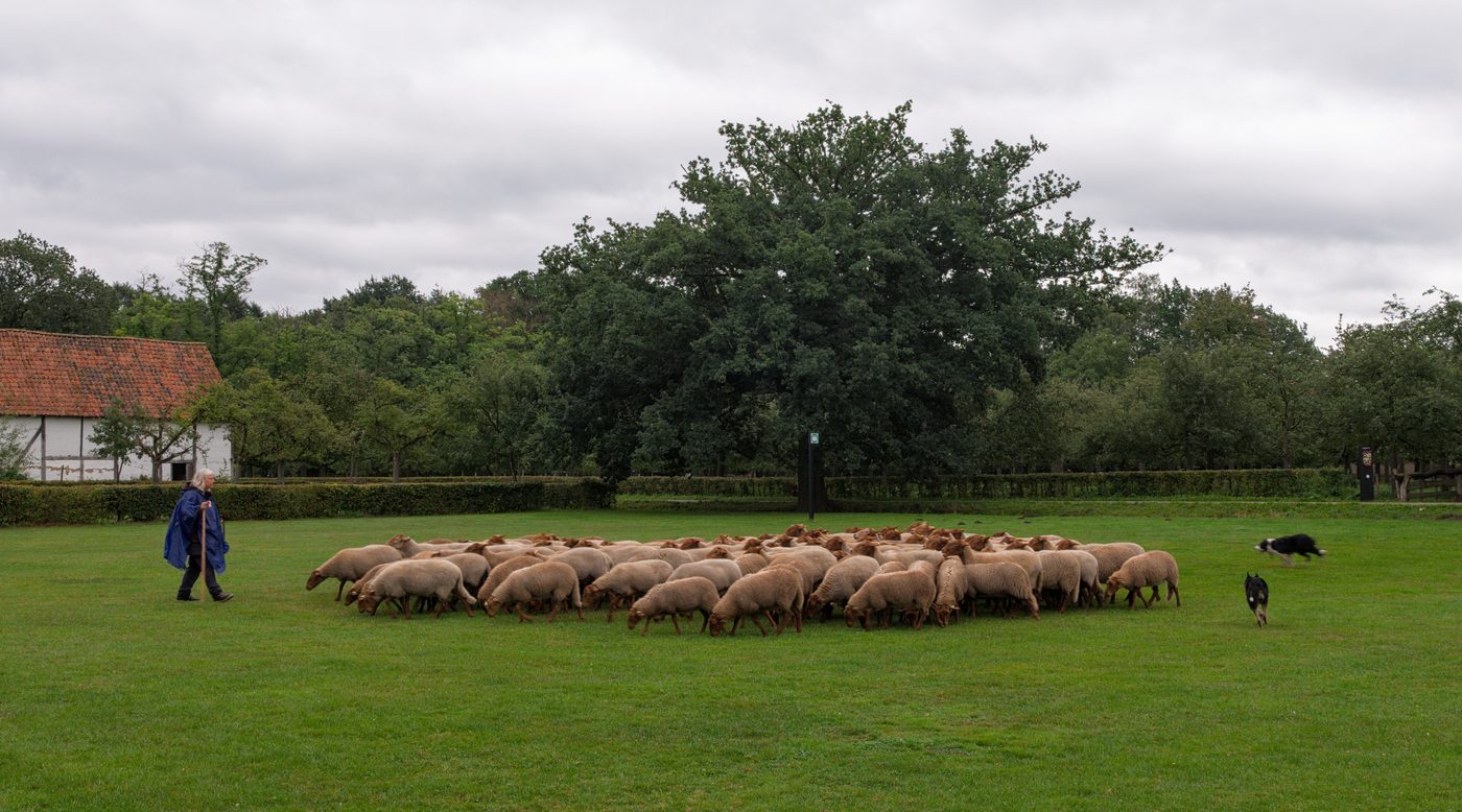 Tachtiger richt vandalisme aan in Bokrijk uit protest tegen modernisering
