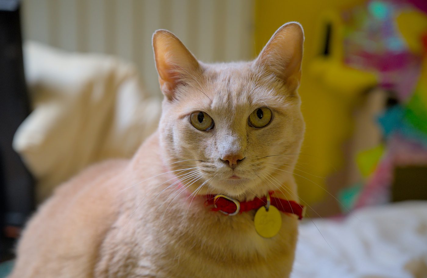 Larry the Cat leeft nog: Britse kat ontkent sterfgeruchten